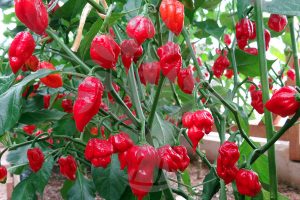 Trinidad Scorpion Butch T paprička 3