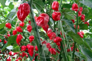 Trinidad Scorpion Butch T paprička 1
