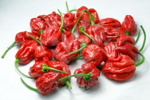 Trinidad Scorpion Butch T paprička 2